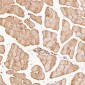 Anti-TRAF6 Rabbit Monoclonal Antibody